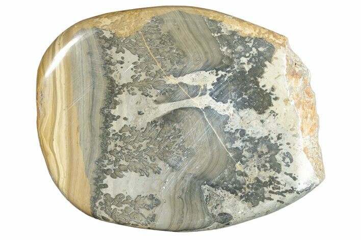 Triassic Aged Stromatolite Fossil - England #285794